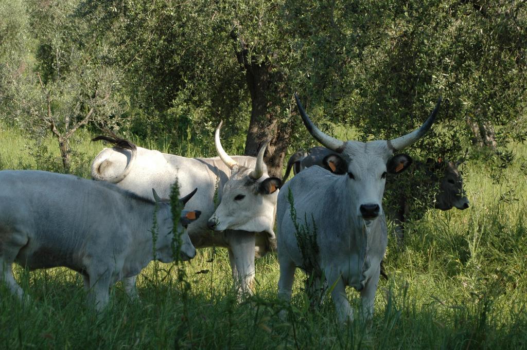 Agriturismo Bio Le Macchie Alte Manciano Ngoại thất bức ảnh